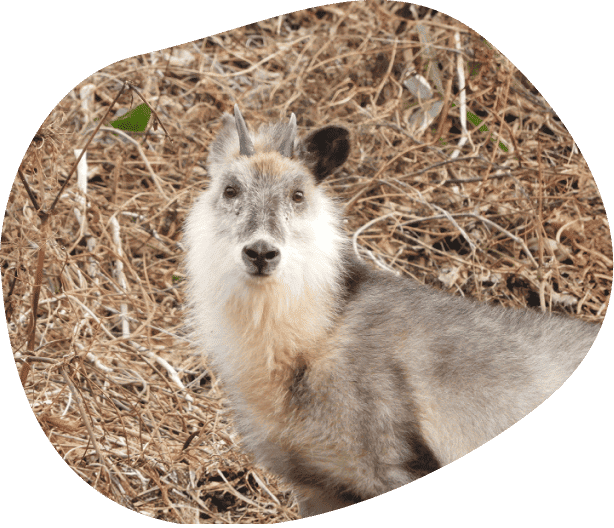 白神山地のカモシカ