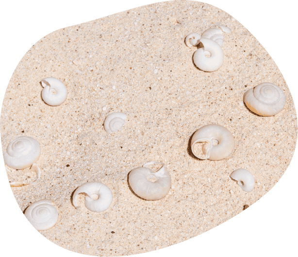 ヒロベソカタマイマイの半化石(特別天然記念物)小笠原諸島