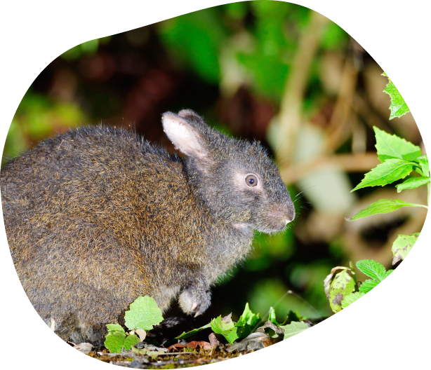 アマミのクロウサギ