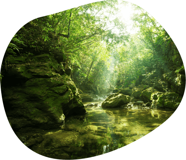 やんばるの清流(奥間川)