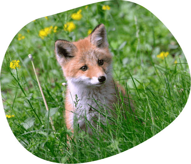 菜の花とキタキツネ(北海道・知床)