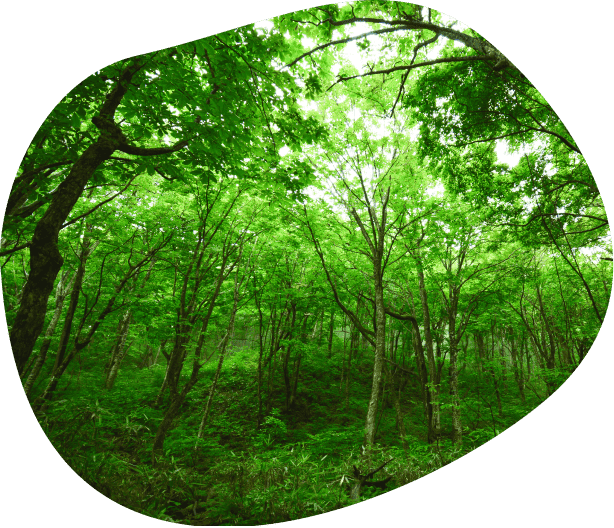 世界遺産 白神山地の森